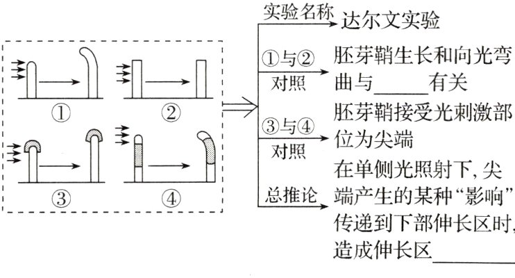 传递倒下部伸长区时