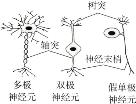 多极双极假单极神经元神经元神经元