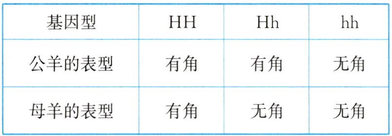 无角母羊的表型有角无角