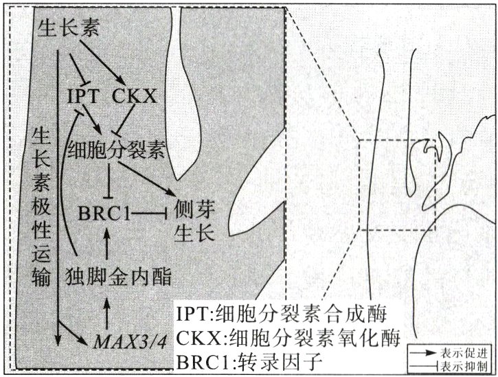 CKX细胞分裂素氧化酶MAX34BRC1转录因子弍表示促进