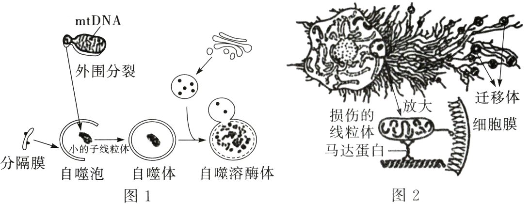 自噬体自噬溶酶体自噬泡图2图1