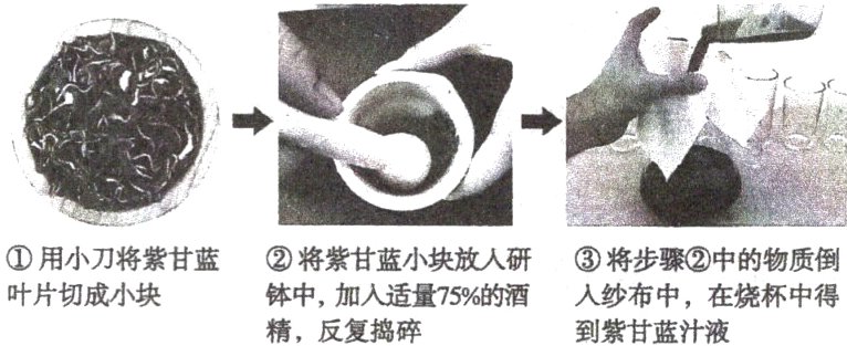叶片切成小块钵中 加入适量75%的酒入纱布中 在烧杯中得精 反复捣碎到紫甘蓝汁液