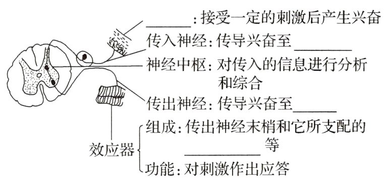 功能对刺激作出应答