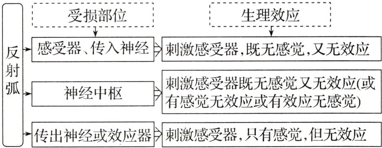 传出神经或效应器刺激感受器只有感觉但无效应
