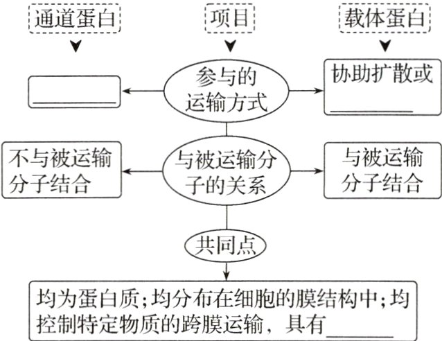 均为蛋白质均分布在细胞的膜结构中均控制特定物质的跨膜运输具有