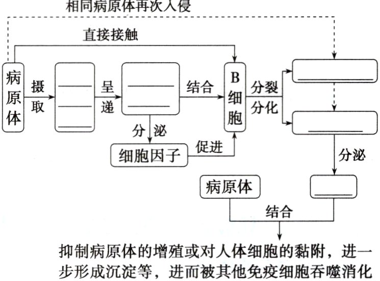 抑制病原体的增殖或对人体细胞的黏附进一步形成沉淀等进而被其他免疫细胞吞噬消化