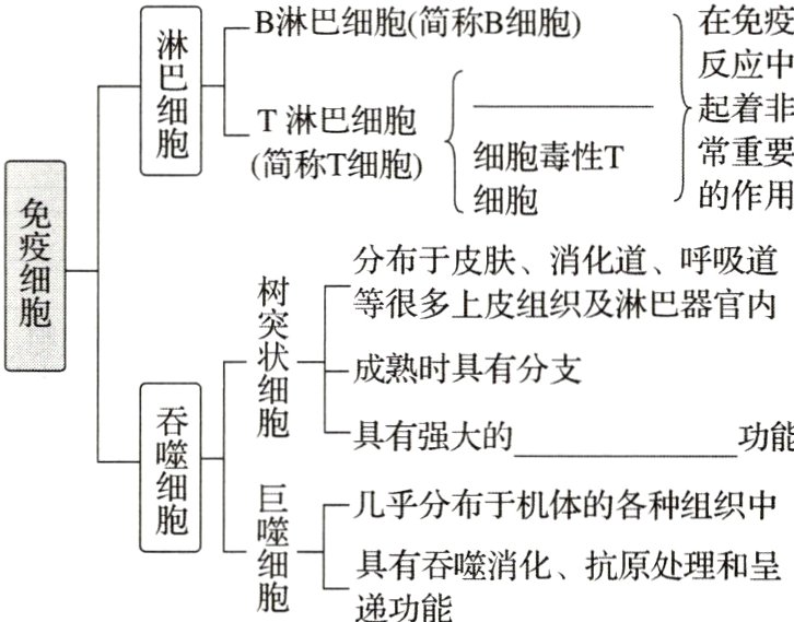 具有吞噬消化抗原处理和呈递功能