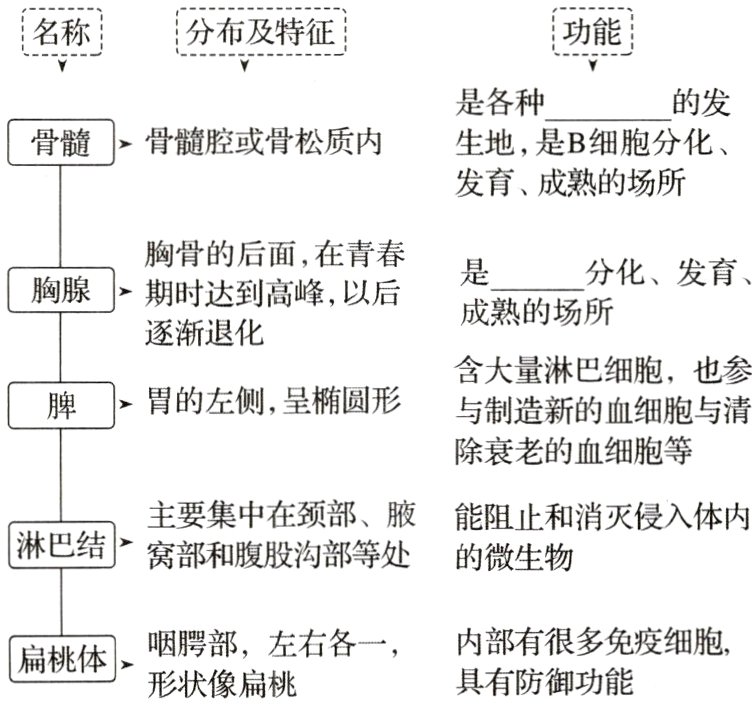 左右各一内部有很多免疫细胞扁桃体咽聘部具有防御功能形状像扁桃