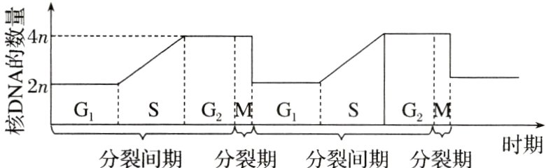 时期分裂间期分裂期分裂间期分裂期
