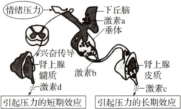 引起压力的短期效应引起压力的长期效应