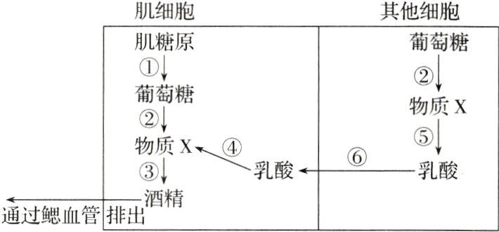 通过鳃血管排出酒精