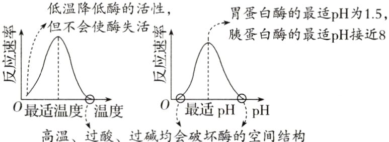 最适pH闷1pH0最适温度温度高温过酸过碱均会破坏酶的空间结构