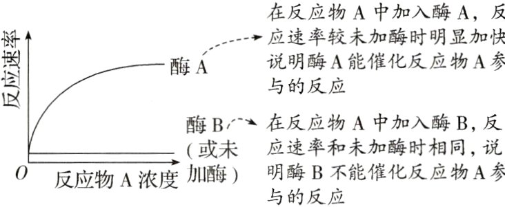 酶B不能催化反应物A参0反应物A浓度加酶