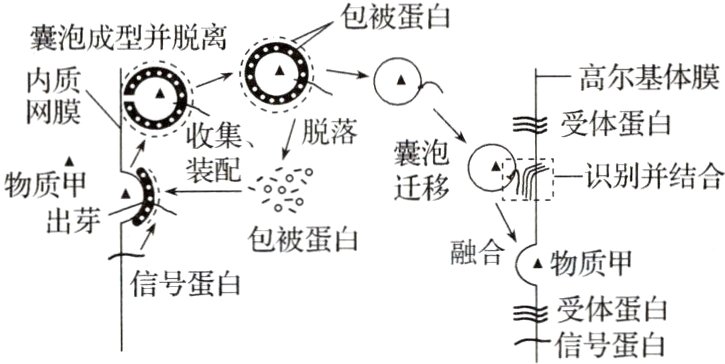 受体蛋白信号蛋白