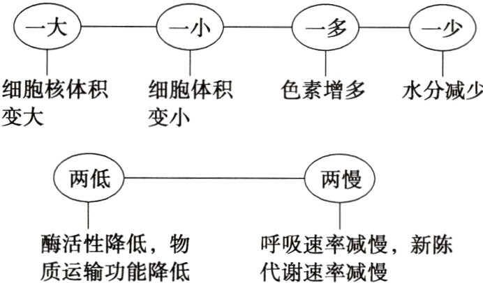 酶活性降低物呼吸速率减慢新陈质运输功能降低代谢速率减慢