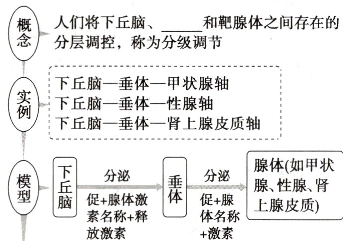 素名称释体名称放激素激素