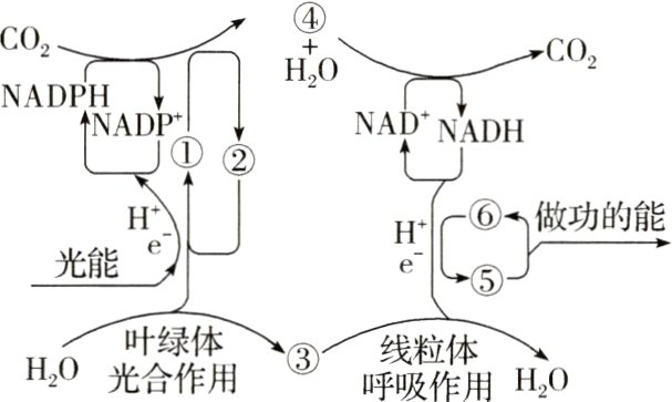 光合体用线粒体HOHO呼吸作用
