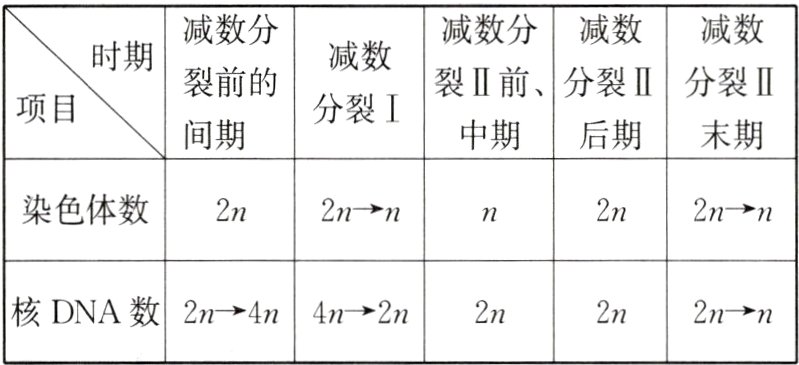 核DNA数2n4n4n2n2n2n2nn