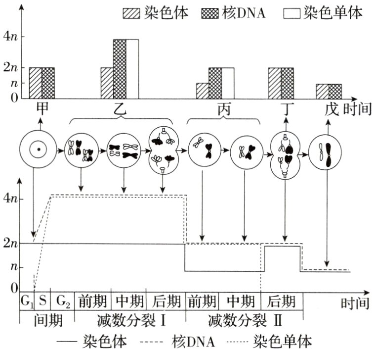 间期减数分裂I减数分裂II核DNA染色单体一染色体