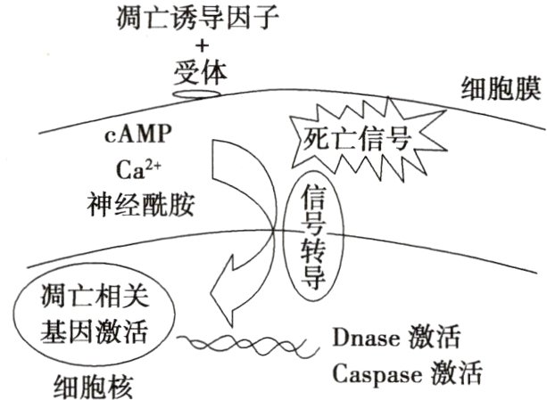 88Dnase激活Caspase激活细胞核