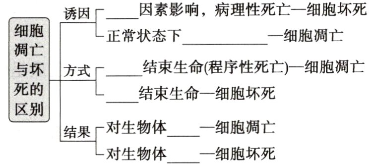 结果一细胞坏死对生物体
