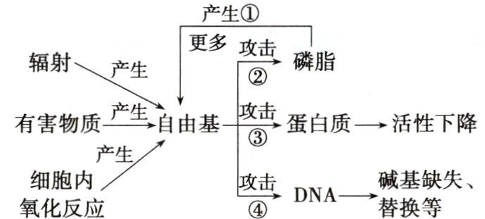 碱基缺失细胞内DNA替换等氧化反应