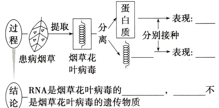 RNA是烟草花叶病毒的是烟草花叶病毒的遗传物质