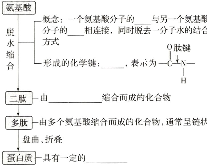 蛋白质具有一定的