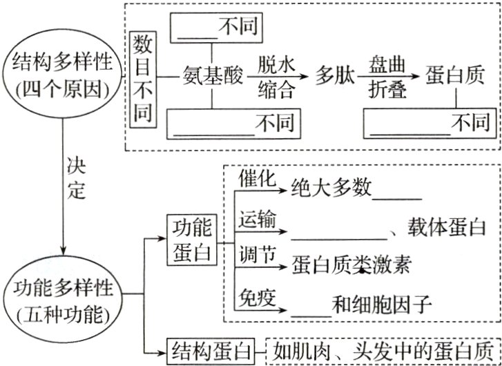结构蛋白如肌肉头发中的蛋白质