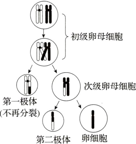 卵细胞第二极体