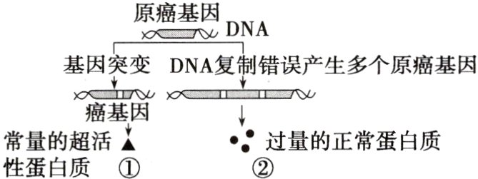 常量的超活过量的正常蛋白质性蛋白质