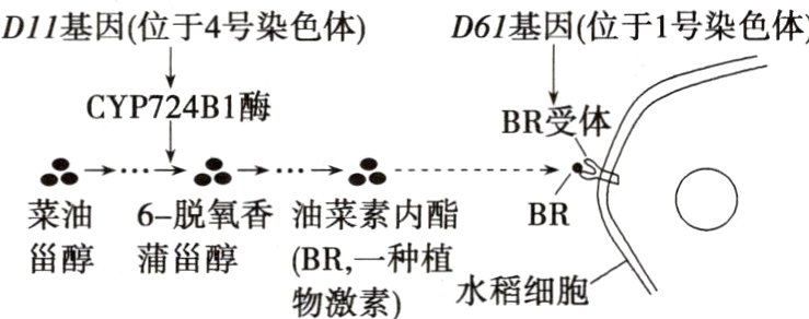 甾醇蒲甾醇BR一种植水稻细胞物激素