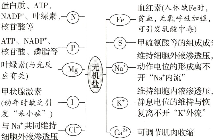 与Na共同维持Ca可调节肌肉收缩细胞外液渗透压