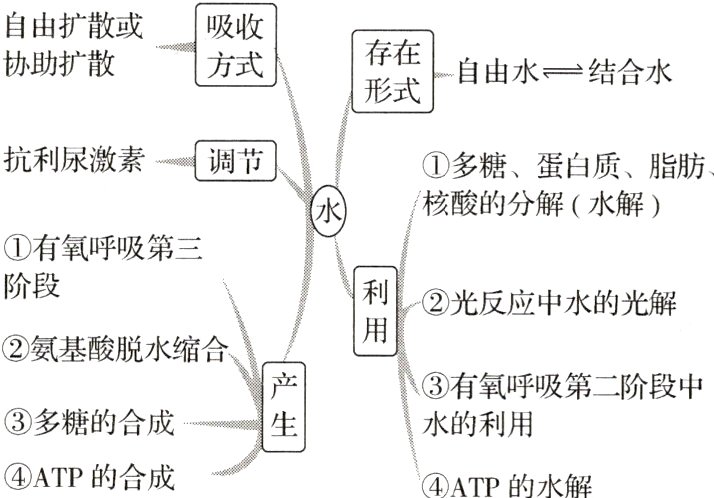 ATP的合成ATP的水解