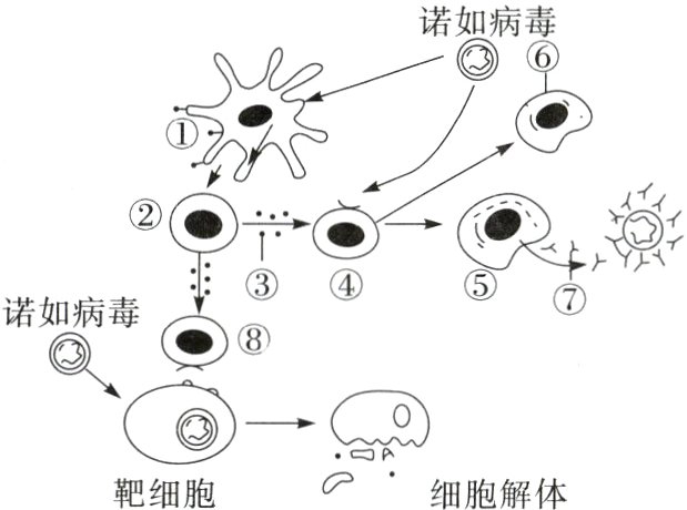 n细胞解体靶细胞