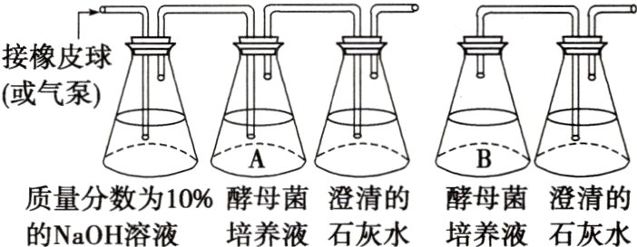 质量分数为10酵母菌澄清的酵母菌澄清的的NaOH溶液培养液石灰水培养液石灰水