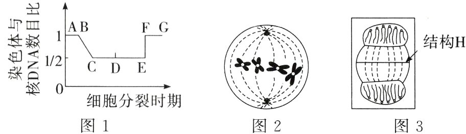 细胞分裂时期图1图2图3