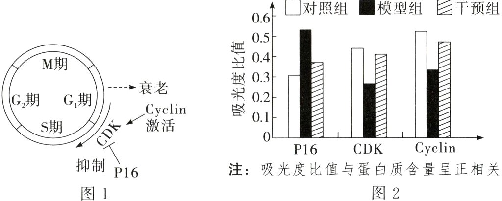 注吸光度比值与蛋白质含量呈正相关图2图1