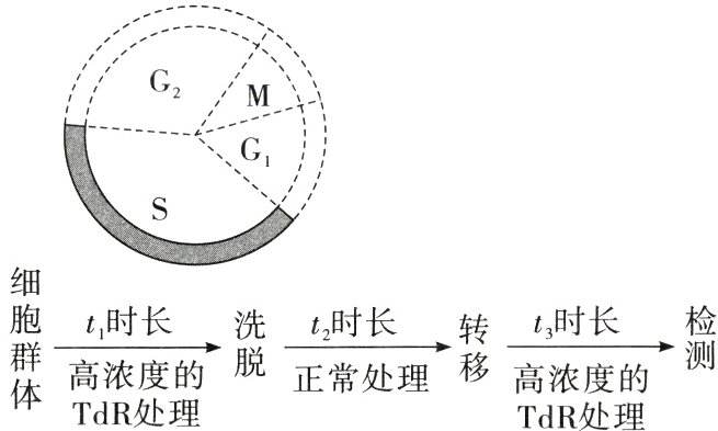 高浓度的正常处理高浓度的TdR处理TdR处理