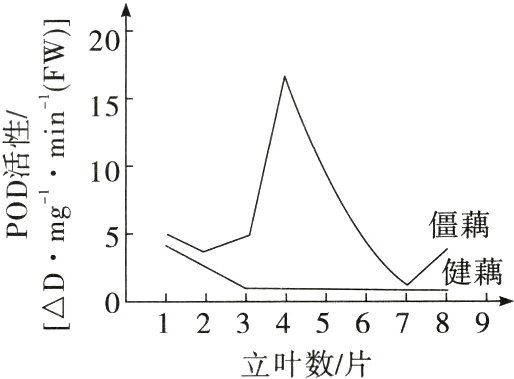 123456789立叶数片
