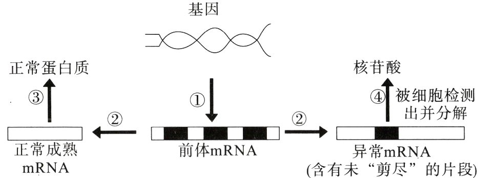 正常成熟前体mRNA异常mRNA含有未剪尽的片段mRNA