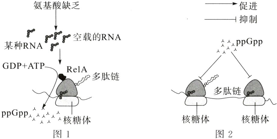 核糖体核糖体图1图2