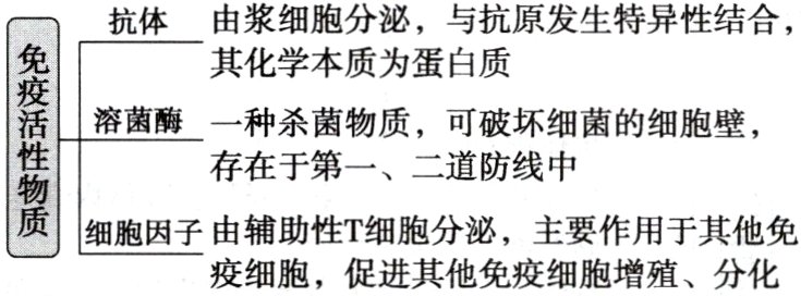 细胞因子由辅助性T细胞分泌主要作用于其他免疫细胞促进其他免疫细胞增殖分化