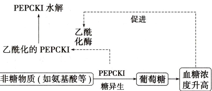 非糖物质如氨基酸等PEPCK葡萄糖糖异生