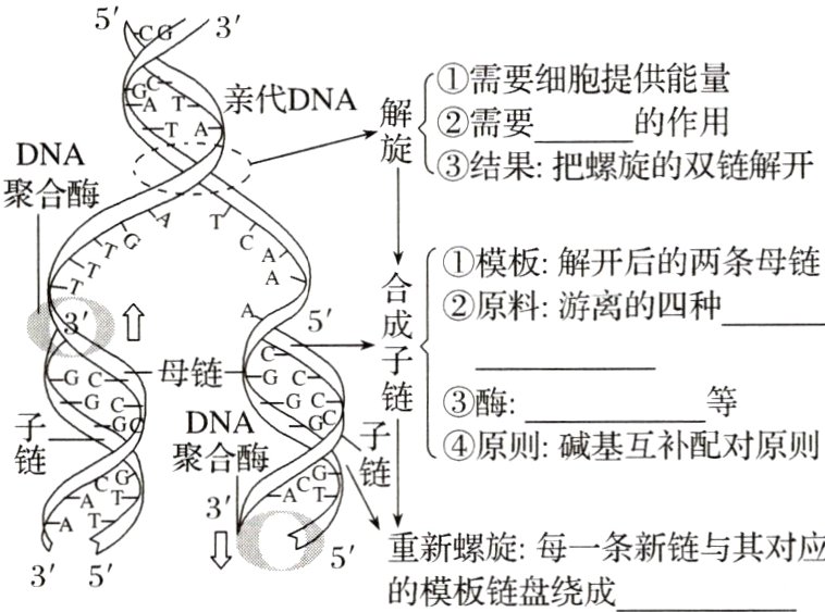 重新螺旋每一条新链与其对应535的模板链盘绕成
