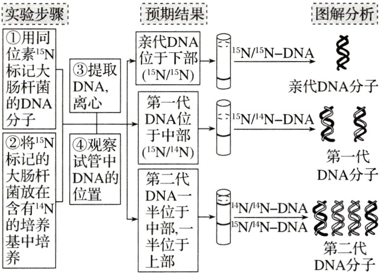 半位于第二代DNA分子