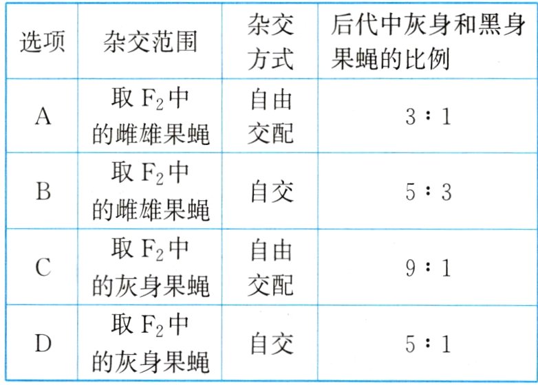 自交51的灰身果蝇