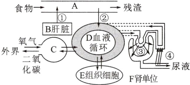 尿液E组织细胞F肾单位化碳