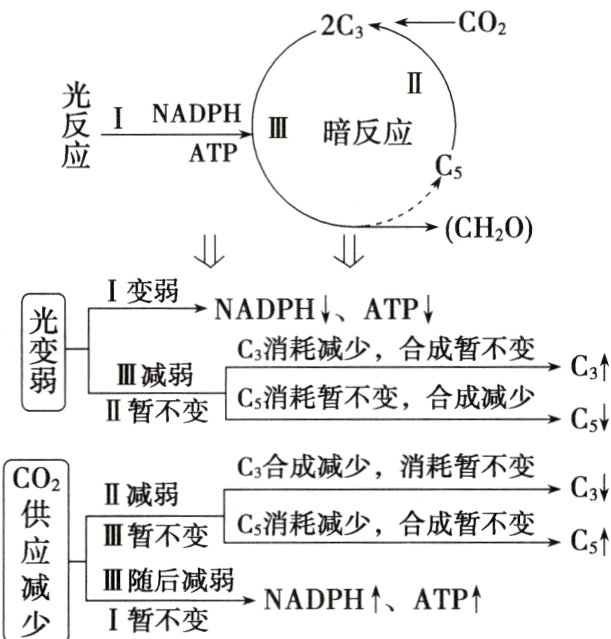 III随后减弱NADPHATPI暂不变