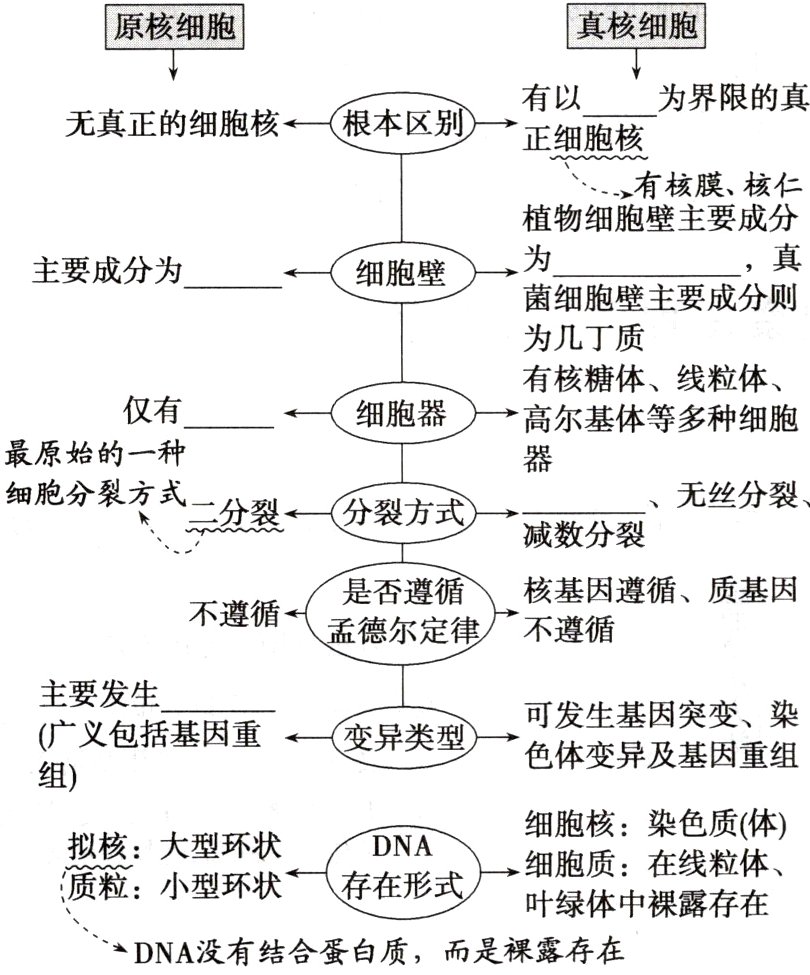 DNAA没有结合蛋白质而是裸露存在